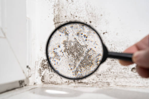 Best Basement Mold Removal  in Essex, IL